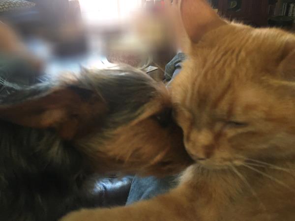 /Images/uploads/Humane Society of Utah/HSU2018/entries/4177thumb.jpg